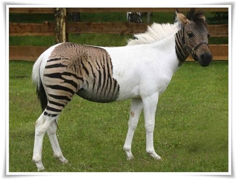 Zorse Most Interesting Facts | Animals Name A To Z