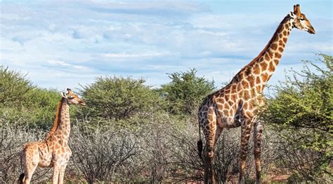 A Short Giraffe? Biology Article for Students | Scholastic Science World Magazine