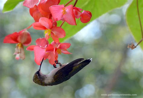 37 Flowers That Attract Hummingbirds To Keep In Your Homestead