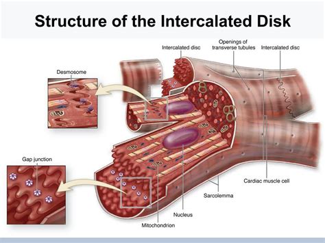 PPT - Introduction to Human Tissues #3 PowerPoint Presentation, free download - ID:1872587