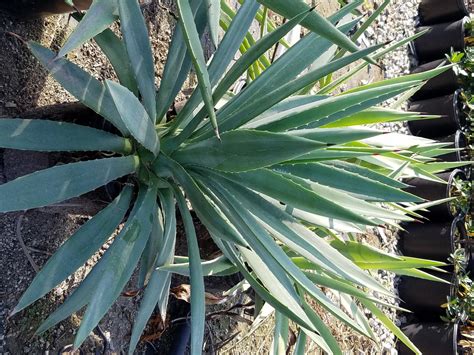 Agave tequilana (Weber's Blue Agave)