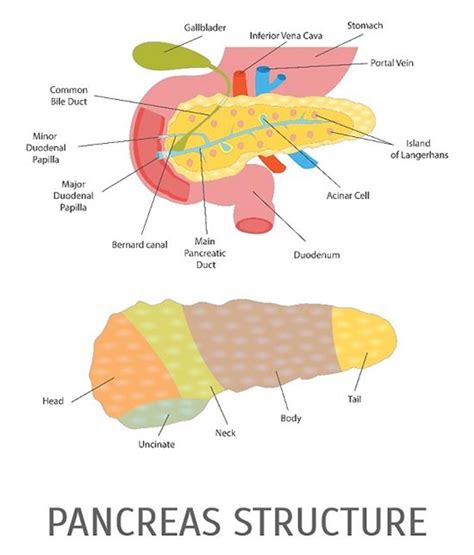 Pancreatic Cancer - Triggers, Causes & Treatments | SingHealth