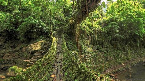 Living Root Bridges Of Cherrapunji • The Mysterious India