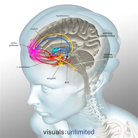 BRAIN REWARD SYSTEM | Visuals Unlimited | Ventral tegmental area, Cerebrospinal fluid, Reward system