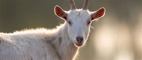 Saanen Goat - A-Z Animals