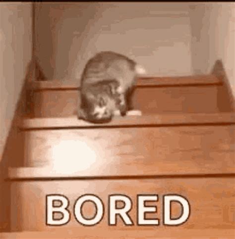 Im Bored Cat GIF - ImBored Cat Slide - Discover & Share GIFs