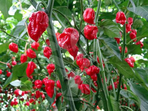 Hot Chilli Pepper Trinidad Moruga Scorpion Red 30 SEEDS OR | Etsy