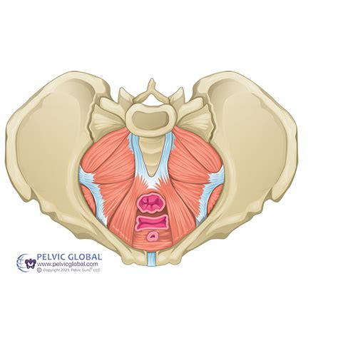 Pelvic Floor Dysfunction & Sacroiliac Joint Pain