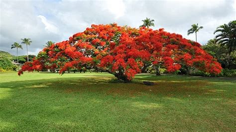 Poinciana trees | Facts About All