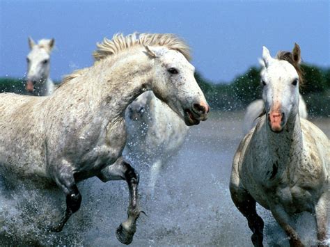 Beautiful Horses Running Wild Wallpapers - Top Free Beautiful Horses ...