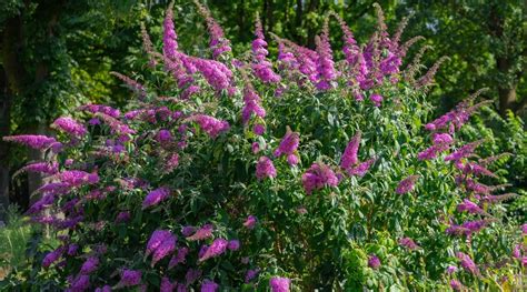 How to Prune a Butterfly Bush in 7 Easy Steps