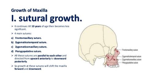 Development & Growth of Maxilla