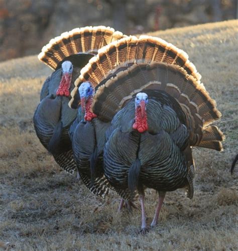 U.S. Fish and Wildlife Service Offers Wild Facts About Wild Turkeys