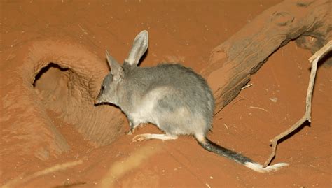 Our beloved bilby under threat - Australian Conservation Foundation