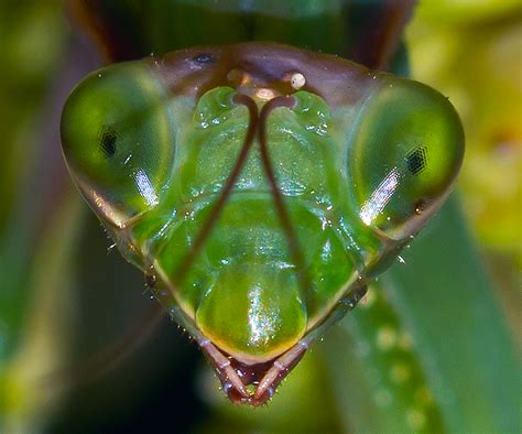 Up Close and Personal with a Praying Mantis | Shutterbug