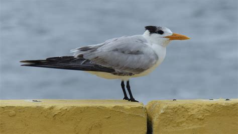 Royal Tern | MarkEisingBirding