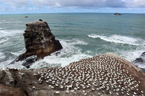 Muriwai Gannet Colony : r/auckland