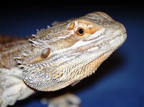 Pogona Information for Kids