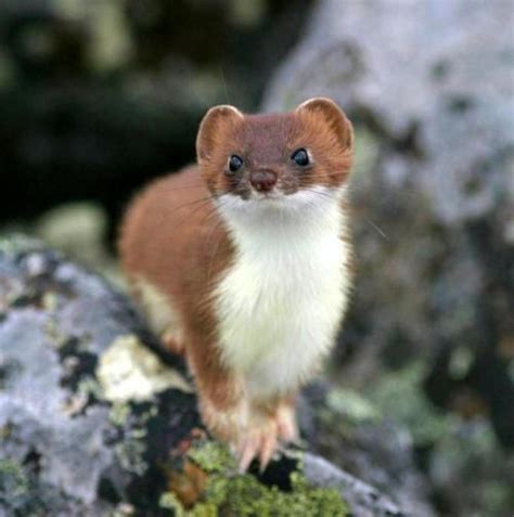 weasels are cute! | For my CarlaBoo xoxox | Pinterest