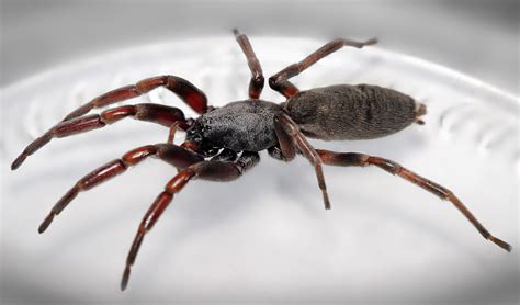 The truth about Australia's 'flesh-eating' white-tail spiders - Australian Geographic