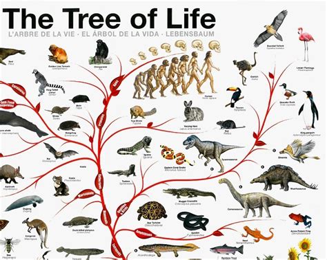 Evolution-Involution Slideshow