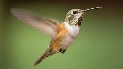 Hummingbirds Found In Arizona: Identification And Characteristics