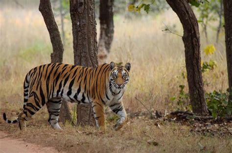 Bandhavgarh National Park - Best Tiger Safari in Bandhavgarh