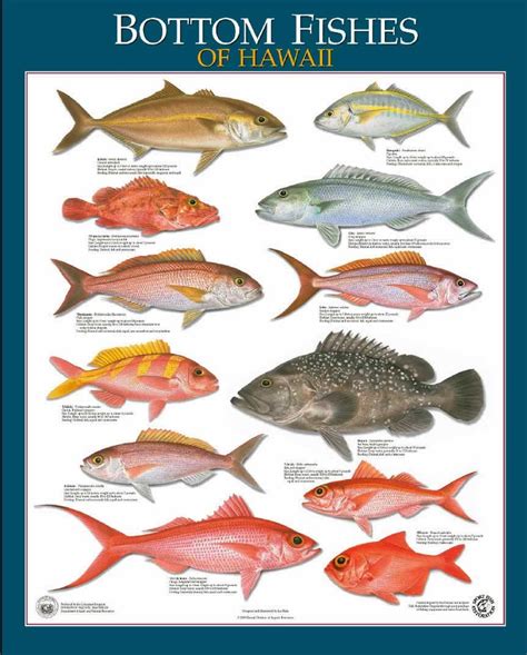 Bottom Fish Guide - Hawaii Bottom Fishing Charter Boat