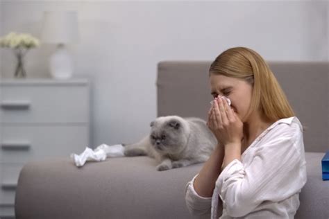 How to Limit Pet Dander to Avoid Allergies - Northeast Allergy, Asthma, and Immunology