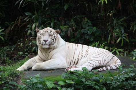 Diferencias entre el tigre de Bengala y el siberiano