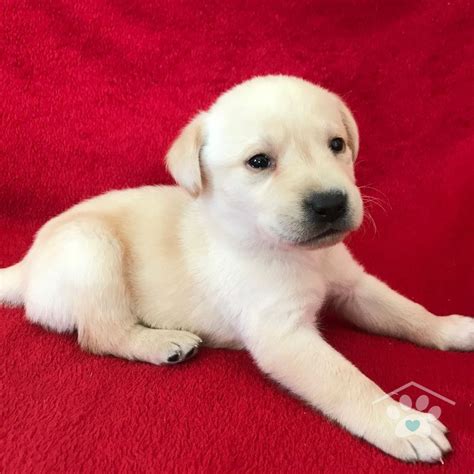 Meet Flash! He is an active purebred male Labrador Retriever. He LOVES to run and play. He will ...