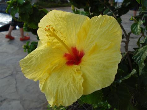 Yellow Hibiscus - abundant in Hawaii! | Flores