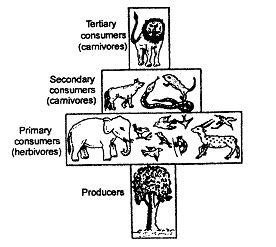 The given figure best represents: (1) Pyramid of number in parasitic ...