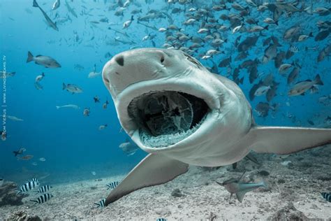 underwater, Water, Sea, Fish, Shark, Shoal of fish, Fangs Wallpapers HD / Desktop and Mobile ...