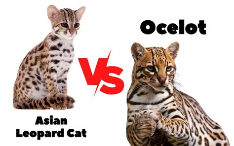 Comparing the Asian Leopard Cat and the Ocelot: Which Is Right for You? - Bengal Cat Care