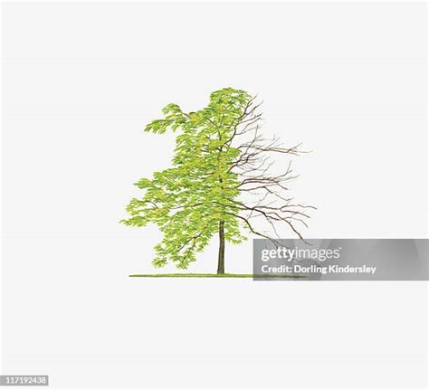 Gleditsia Tree Photos and Premium High Res Pictures - Getty Images