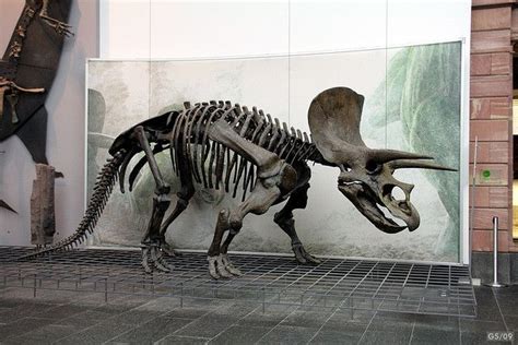 Triceratops Skelett / Skeleton | Flickr - Photo Sharing! | Prehistoric animals, Prehistoric ...