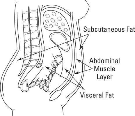 Belly Fat Vs Muscle - Herbs and Food Recipes