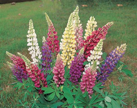 Lupin Russel Mixed | Lupin | Premier Seeds Direct ltd