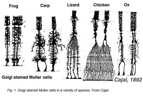 Glial cells of the Retina by Helga Kolb – Webvision