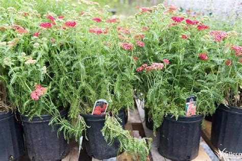 Planting and Caring for Perennial Yarrow in the Hudson Valley