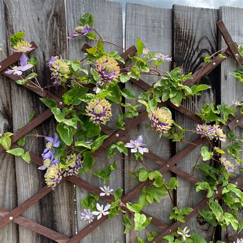 Clematis florida 'Taiga', Clematis florida 'Taiga' in GardenTags plant encyclopedia