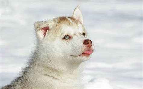 Cute Huskies, Funny Husky, HD wallpaper | Peakpx