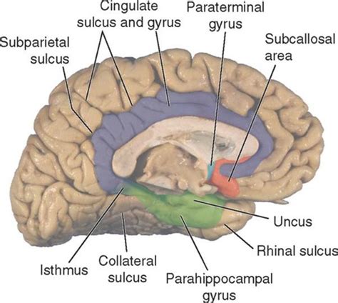 Neuroscience Flashcards Quizlet