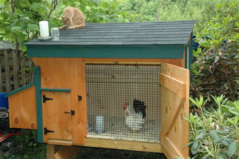 File:Bantams in chicken coop.jpg