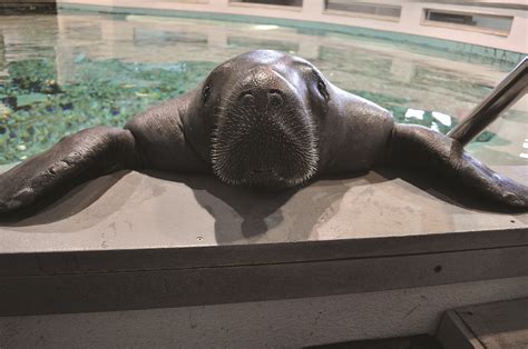 Snooty, world's oldest known manatee, dies at 69 | Your Observer