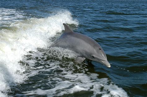 Montezuma: Home for Bottlenose Dolphins