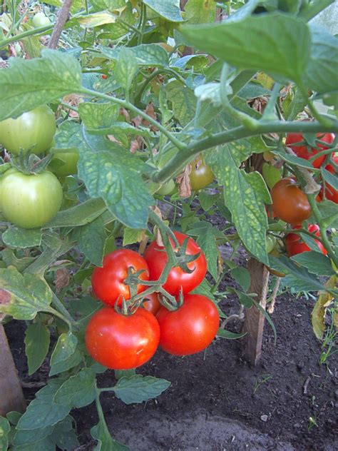 Solanum lycopersicum (Tomato, Tomatoes) | North Carolina Extension ...