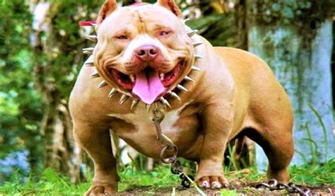 10 MOST DANGEROUS DOG BREEDS - Easy Recipes