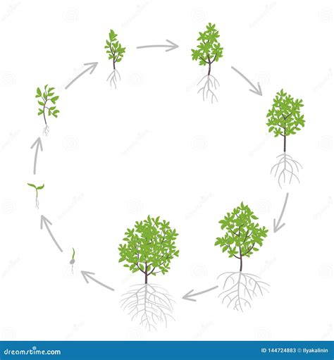 Tree Growth Stages. Vector Illustration. Ripening Period Progression Stock Illustration ...